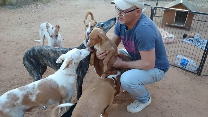 All About Podencos